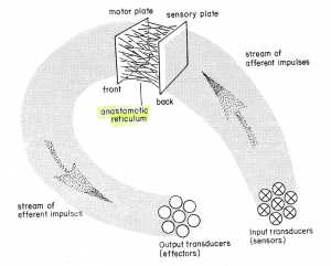 Anastomotic reticulum 1